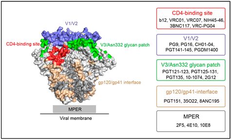 Ijms Free Full Text Antiviral Therapy By Hiv 1 Broadly Neutralizing