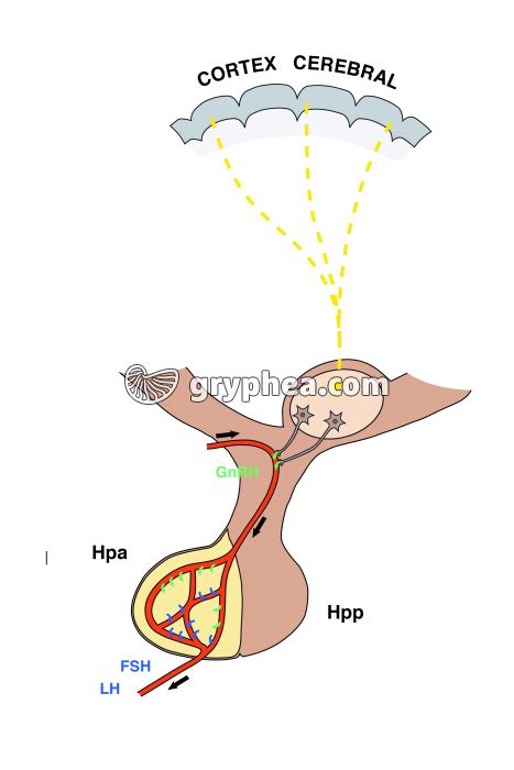 Hypothalamus et hypophyse - relations anatomiques et hormonales (reproduction) - Photo IF ...