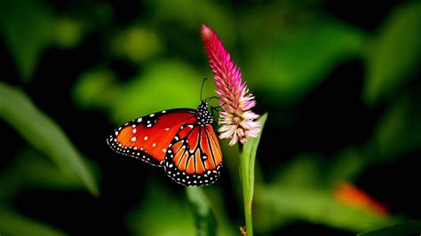 Download 4k Nature Butterfly Wallpaper