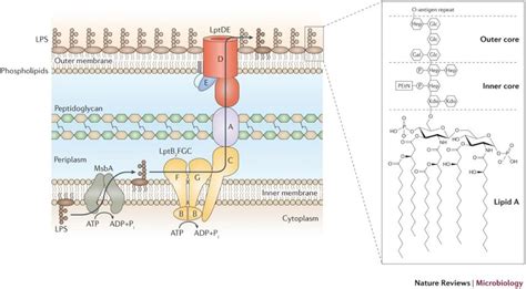 Lipopolysaccharide Lps Transport Pathway In Escherichia Coli Lps Is