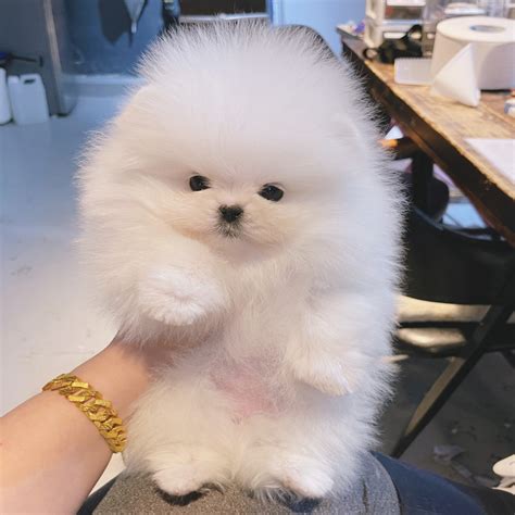 Fluffy Teacup Puppies Atelier Yuwaciaojp