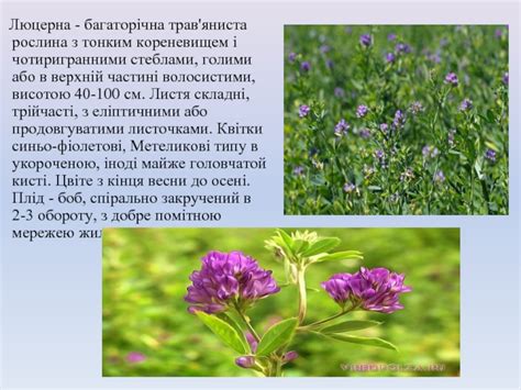 Люцерна