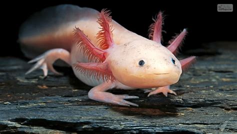 Axolotl Color Guide: How to Pick the Right axolotl colors for You!