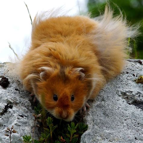 Albums 94 Pictures Pictures Of Long Haired Hamsters Superb