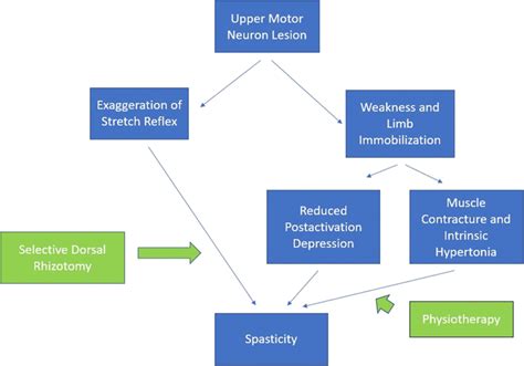 Why Do Upper Motor Neuron Lesions Cause Spasticity