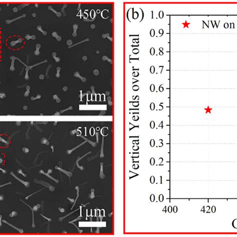 A Top View Sem Images Of Nanowire Arrays Grown On Gan Templates With