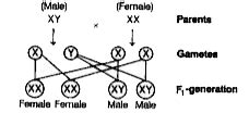 Odia Solution Describe The Chromosomal Basic Of Sex Determination In