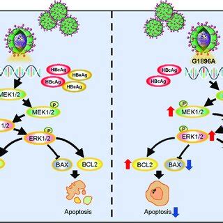 Schematic Representation Of The Proposed Molecular Mechanism By Which