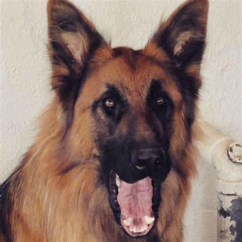 GSD-Herman Gsd, Herman, Bernard, Corgi, Horror, Animals, Corgis ...