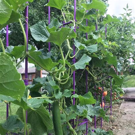 Snapklik.com : Growsun Large Tomato Cage 6 Pack Upto 73 Inch Tall