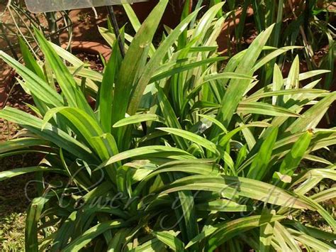 Pandanus Amaryllifolius Basmati Plant