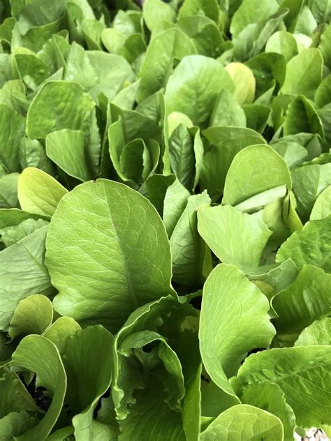 parris island  lettuce