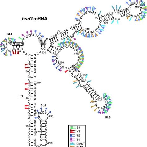 Secondary structure of bsrG mRNA (296 nt). A structure consistent with ... 