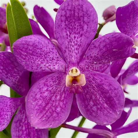 Hari Raya Puasa Toh Garden Singapore Orchid Plant Flower Grower