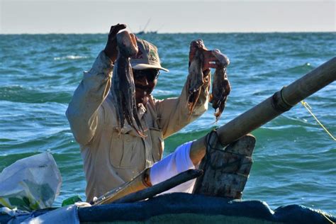 Logran yucatecos captura récord de pulpo TierraFértil