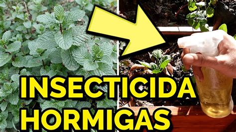 Insecticida Casero Para Combatir Hormigas 🐜 Y Plagas En Tus Plantas Con Menta O Hierba Buena🍃