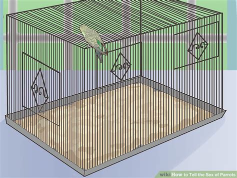 How To Tell The Sex Of Parrots 12 Steps With Pictures Wikihow