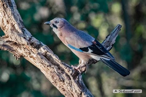 Garrulus Glandarius Ghiandaia Eurasian Jay