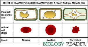 Difference Between Plasmolysis And Deplasmolysis With Comparison Chart