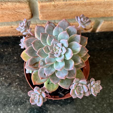 Graptoveria Milky Way Variegata Pote Suculentas Holambra