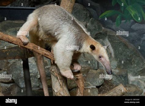 Tamandua Del Sur Anteatermannytamanduaespecie Tetradactylagénero