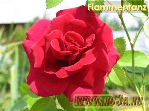 Роза Фламентанс (Flammentanz) :: Ro3a.ru