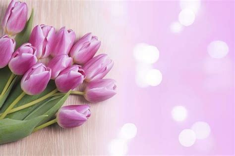 Pink Tulip Stock Photos, Images and Backgrounds for Free Download