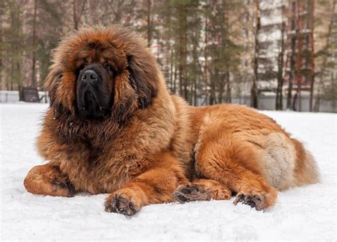 The Big Dog Breeds. Top 30 (With Photos) | Pets Feed