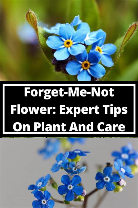 Forget Me Nots How To Plant And Care For These Wonderful Flowers Artofit