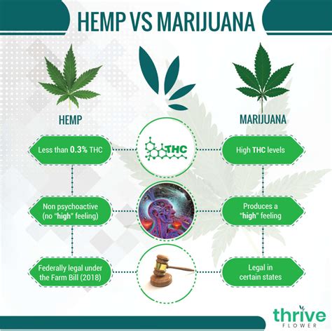 Hemp vs Marijuana | Thrive Flower | Learn More