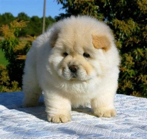 Cute Chow Chow Puppy The Animals Planet