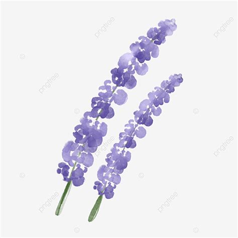 Flor De Lavanda Aquarela Floral Png Lavanda Aguarela Aquarela