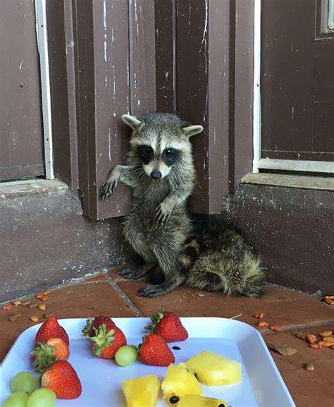 40 Of The Cutest Raccoon Photos Ever Bored Panda