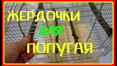 Жердочки для попугаев - Чирик.Инфо