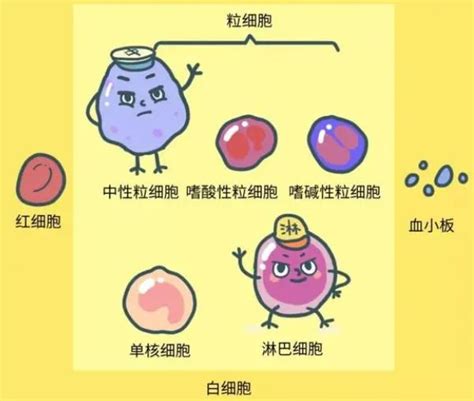 白细胞低有什么危险 白细胞低吃什么食物好补得快 白细胞减少意味着什么