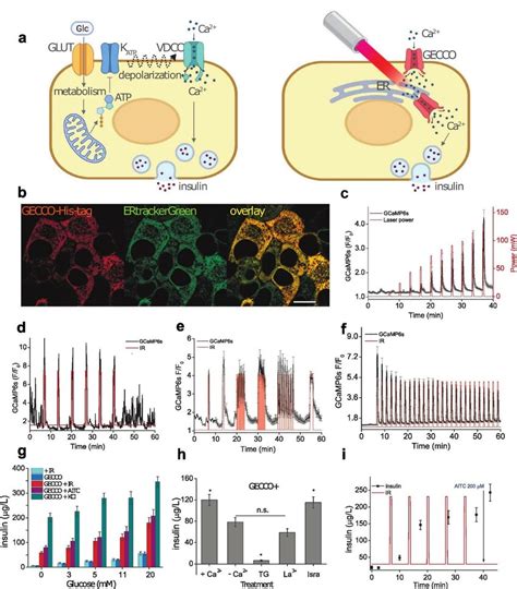 Thermogenetic Control Of Ca 2 Oscillations And Insulin Secretion In