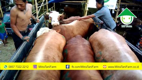 Penjual Sapi Qurban Wa Mitra Tani Farm Free Ongkir