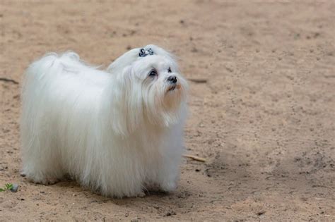 Premium Photo | A beautiful Maltese dog showing off during a dog show