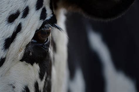 Nguni Cattle Stock Photos Pictures And Royalty Free Images Istock