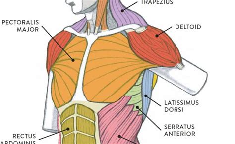 Male Torso Anatomy Diagram Muscles Of The Neck And Torso Classic