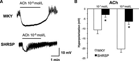 Downregulation Of Endothelial Transient Receptor Potential Vanilloid