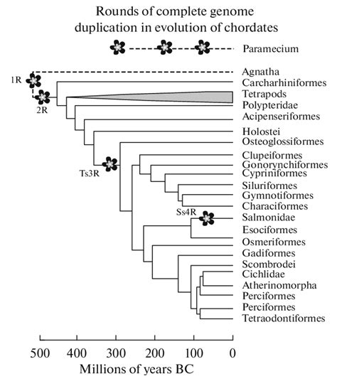 Phylogenetic Tree Of Chordates The Events Of Complete Genome