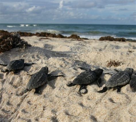 Sea Turtle Hatchlings at Archie Carr Refuge | FWS.gov