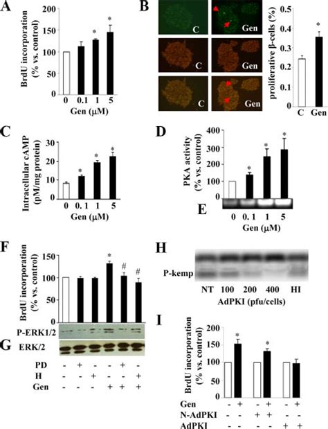 Genistein Gen Stimulates Intracellular Camp Accumulation Activates