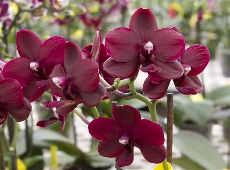 Орхидея Черная Жемчужина Реальное Фото — Mixyfotos.ru