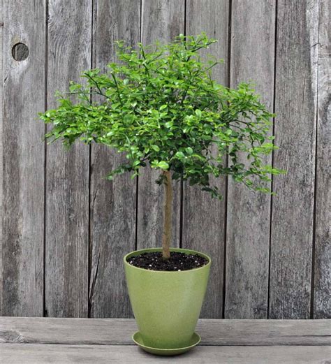 Grow Your Own Citrus Fruits With This Potted Australian Finger Lime