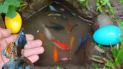 Wadidaw Dapat Ikan Cupang Warna Warni Ikan Molly Balon Ikan Mas Koki