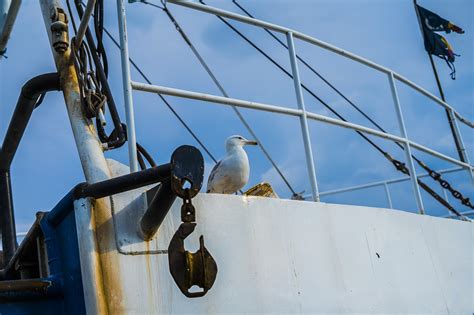 Seagull Bird Nature Free Photo On Pixabay