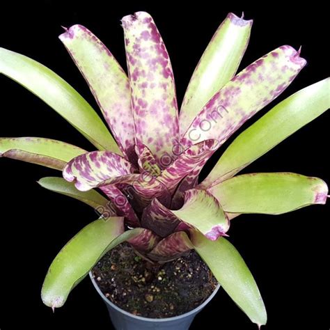 Bromeliad Neoregelia Smithii Bromeliads Plants Green Leaves