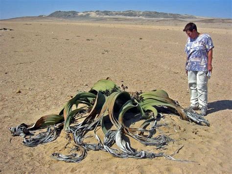 Namib Desert Sights & Attractions - Project Expedition